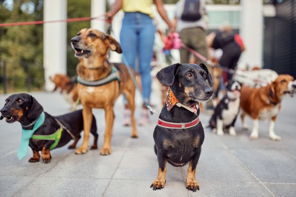 San Diego Pets