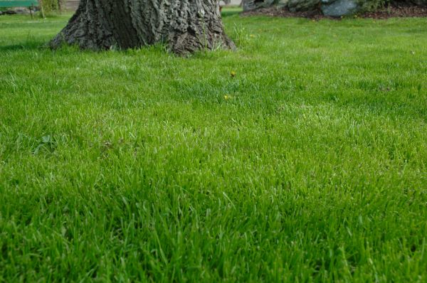 San Diego Lawn Treatment